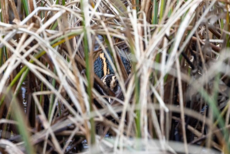 Camouflaged American woodcock hiding in tall grass.