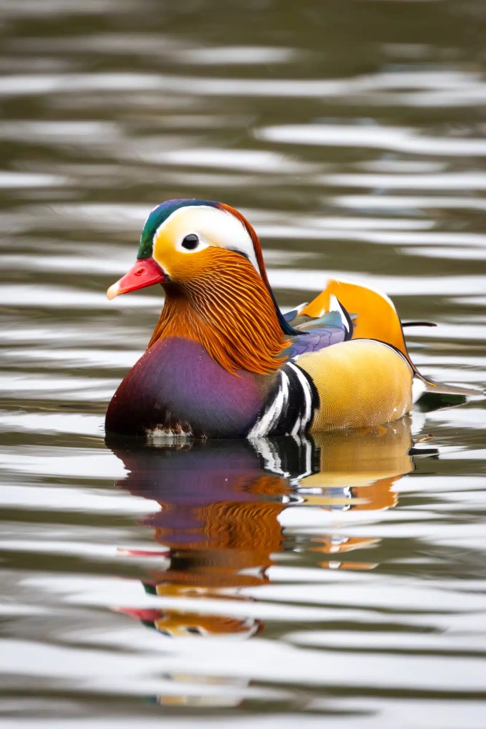 Black bird in flight, "Wild Scot" text. Scottish Wildlife Photos.