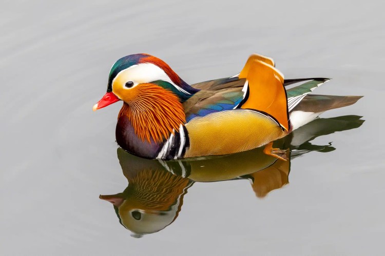 Male Mandarin duck swimming, colorful plumage reflected in the water.