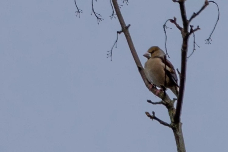 Hawfinch perched on a bare branch, a bird sighting from "Out and About in February & March.
