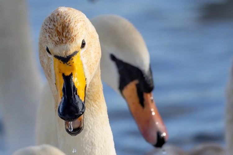 Close-up of Whooper swans with yellow and black bills, water droplets visible.
