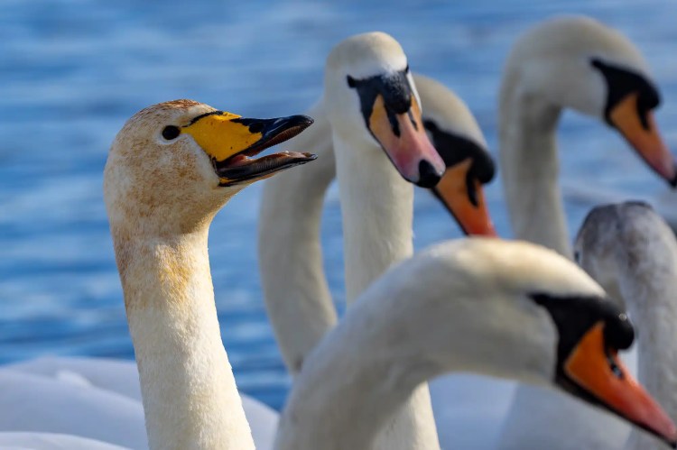 Swans gathered closely, one with open beak showing its orange tongue.