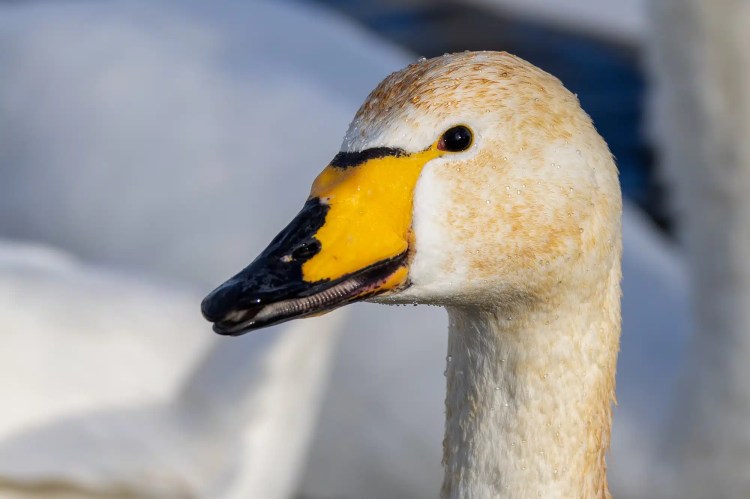 Whooper swan headshot with striking yellow beak and white feathers.