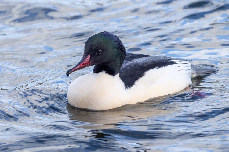 Male Common Merganser duck swimming in water, showcasing its white body and dark green head.