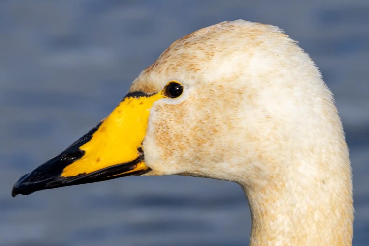 Whooper swan headshot with yellow and black beak, detailed plumage.