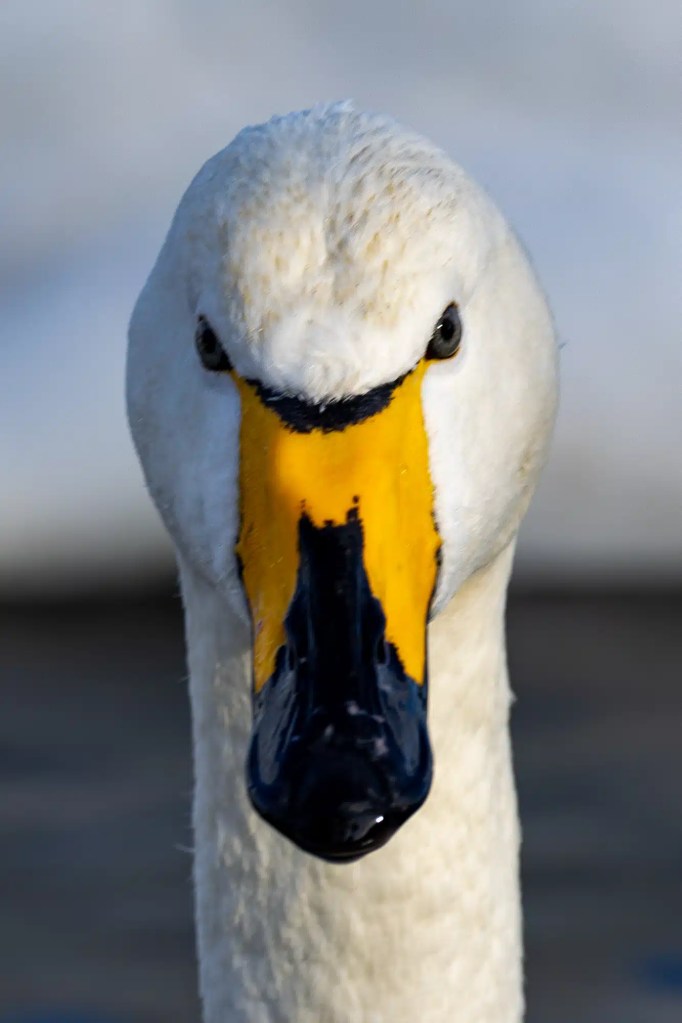 Close-up of a Whooper Swan's face with a bright yellow and black beak.