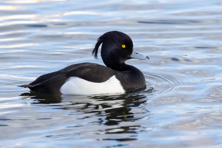 Tufted duck swimming in rippled water; black and white plumage, bright yellow eye.