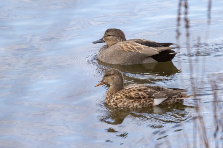 Pair of Gadwall ducks swimming in calm water, February or March outing.