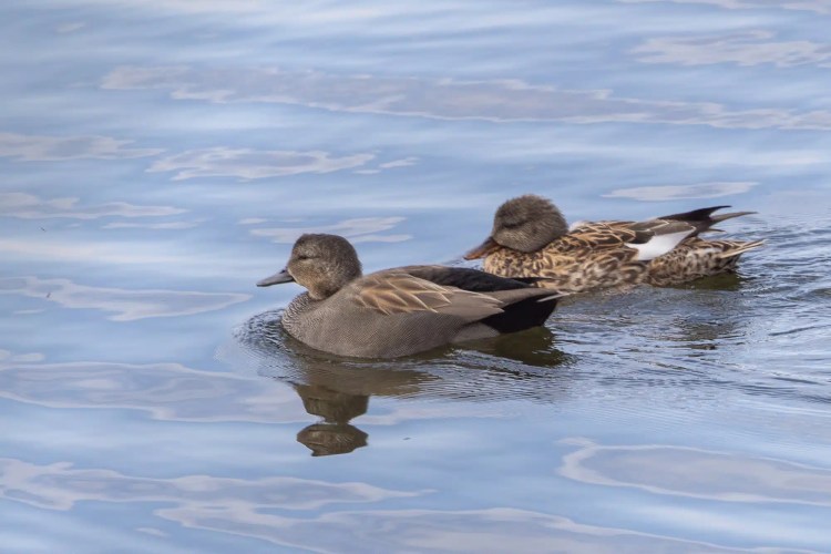 Two Gadwall ducks swimming on calm water.