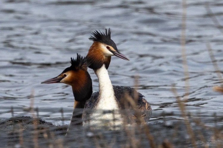 Pair of Great Crested Grebes in water, with distinctive head plumes.