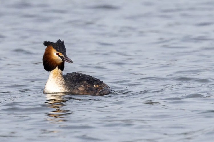Great Crested Grebe swimming in water.