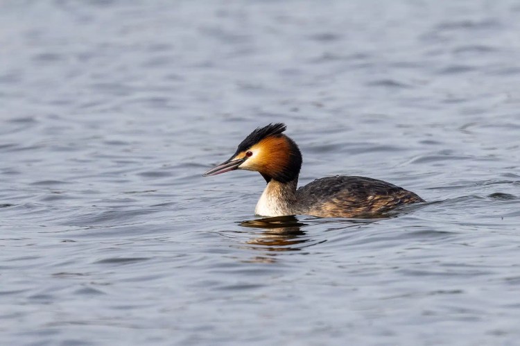 Great Crested Grebe swimming in water. "Out and About in February & March