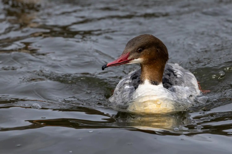 Female Common Merganser swimming in water. Brown head, white chest, and grey back feathers.