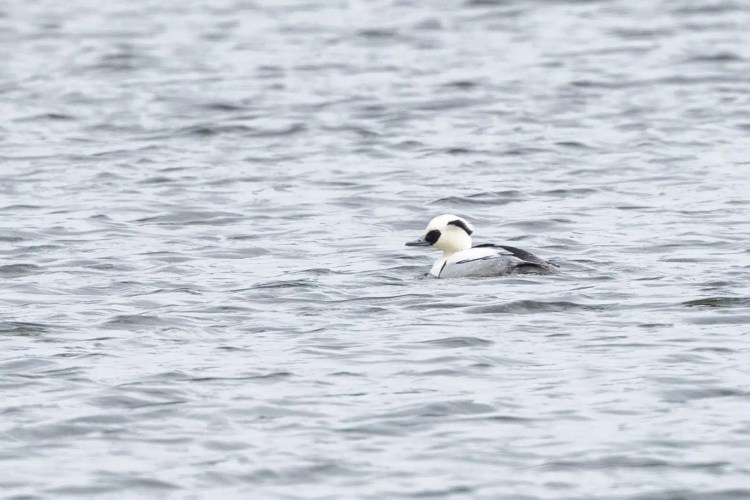 Smew duck swimming in gray water. White head with black markings.