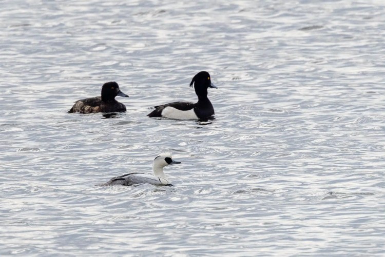 Swarovski scope, binoculars, and camera overlooking a scenic coastal landscape.