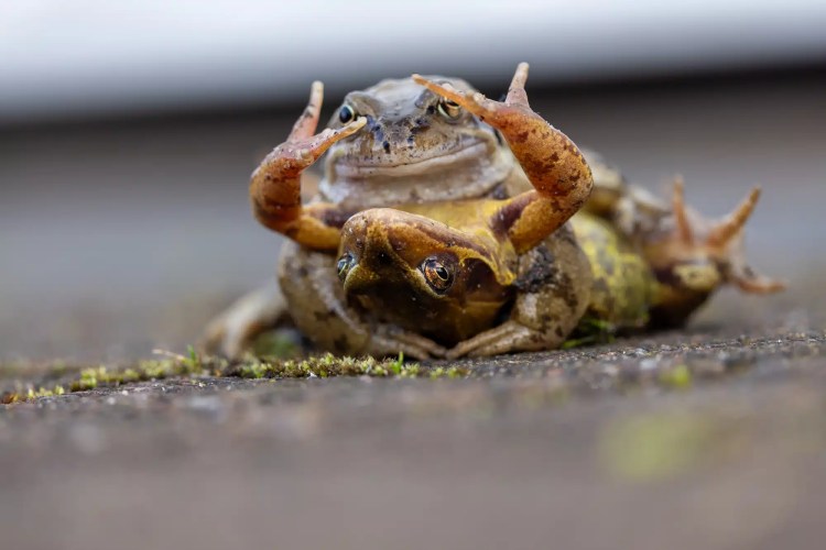 Swarovski scope, binoculars, and camera overlooking a scenic coastal landscape.