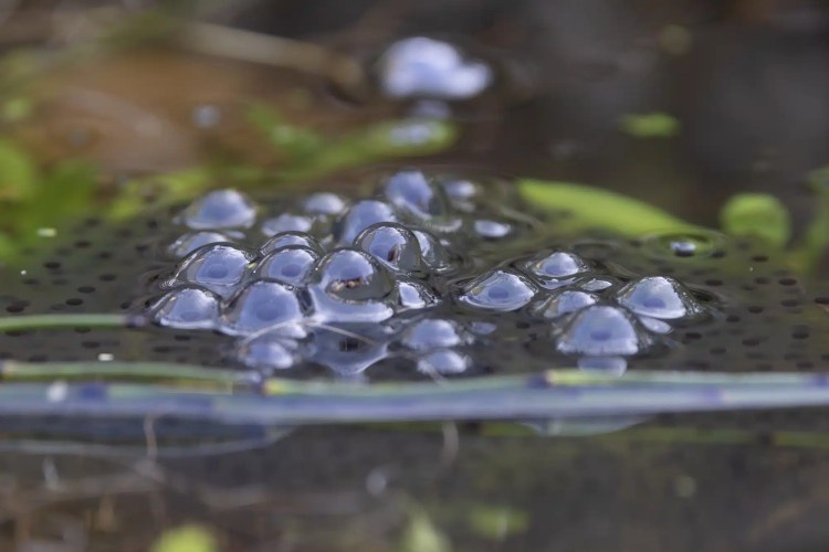 Swarovski scope, binoculars, and camera overlooking a scenic coastal landscape.