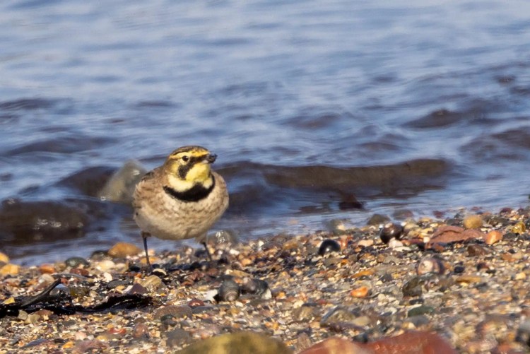 Swarovski scope, binoculars, and camera overlooking a scenic coastal landscape.