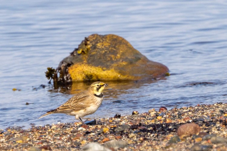Swarovski scope, binoculars, and camera overlooking a scenic coastal landscape.