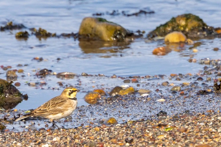 Swarovski scope, binoculars, and camera overlooking a scenic coastal landscape.