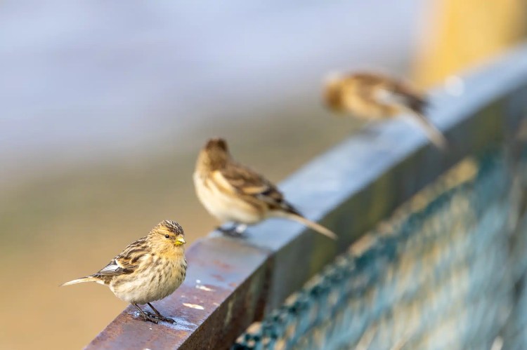 Three small birds perched on a metal railing, featuring wildlife seen out and about.