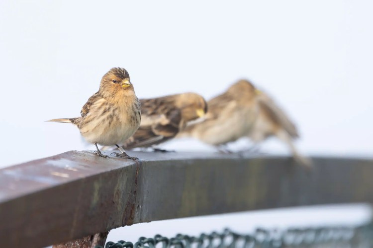 Lesser Redpoll birds perched on a rusty metal railing, as seen in February & March.