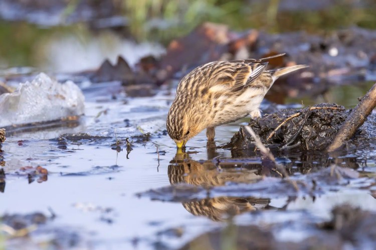 Bird with brown stripes drinking from a puddle. Reflection of the bird is visible in the water.
