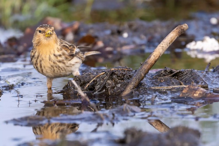 Small bird standing in shallow water near mud and a stick.