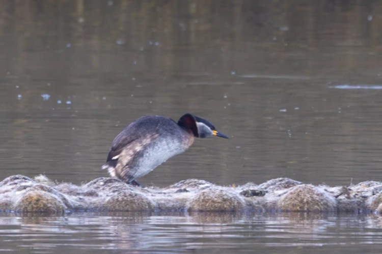 Red-necked grebe on a mossy bank in the water. February and March wildlife.