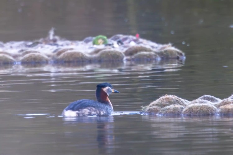 Red-necked grebe swimming in a lake, near mossy mounds.