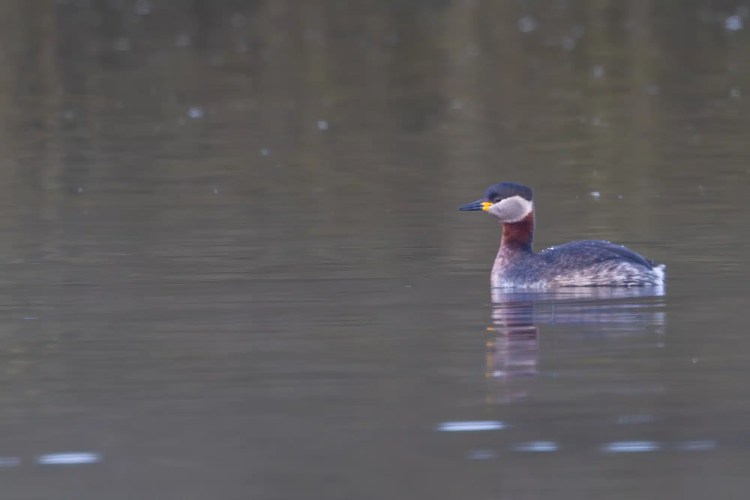 Red-necked grebe swimming in calm water, reflecting in the lake.