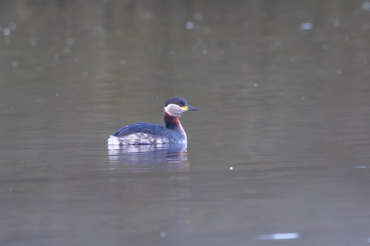 Red-necked grebe swimming in calm water, captured during outdoor exploration in February or March.