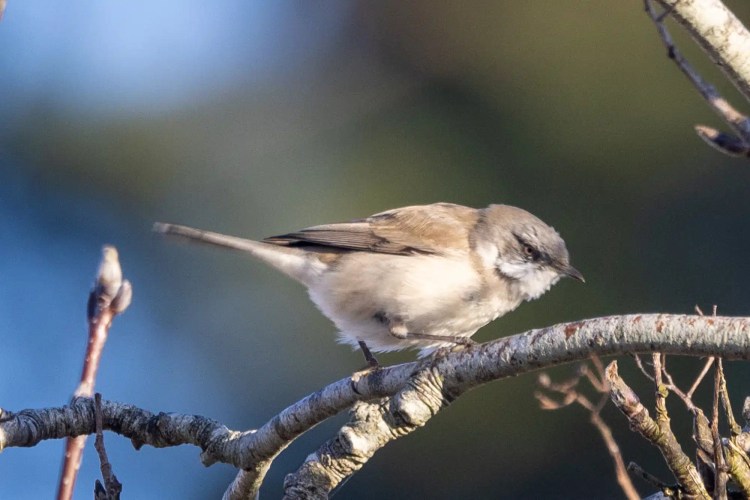 Small bird perched on a branch. Out and About in February & March.