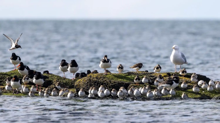 Shorebirds on a rock, including oystercatchers, dunlins, and a seagull, resting during February & March.