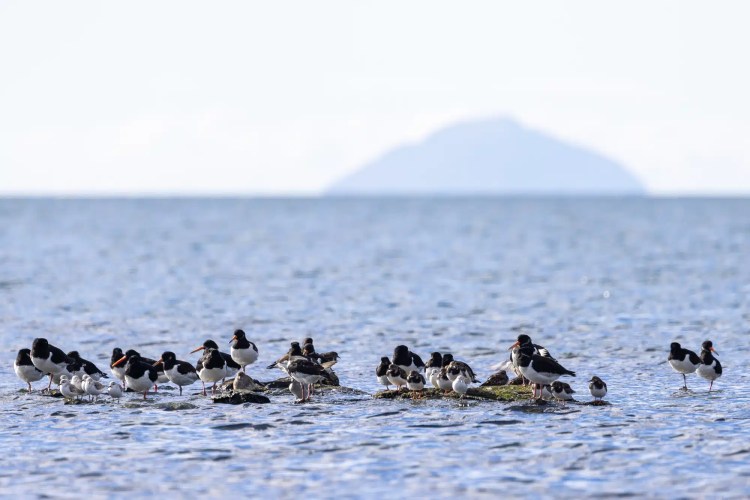 Oystercatchers gather on rocks in the sea, with Ailsa Craig in the distance.