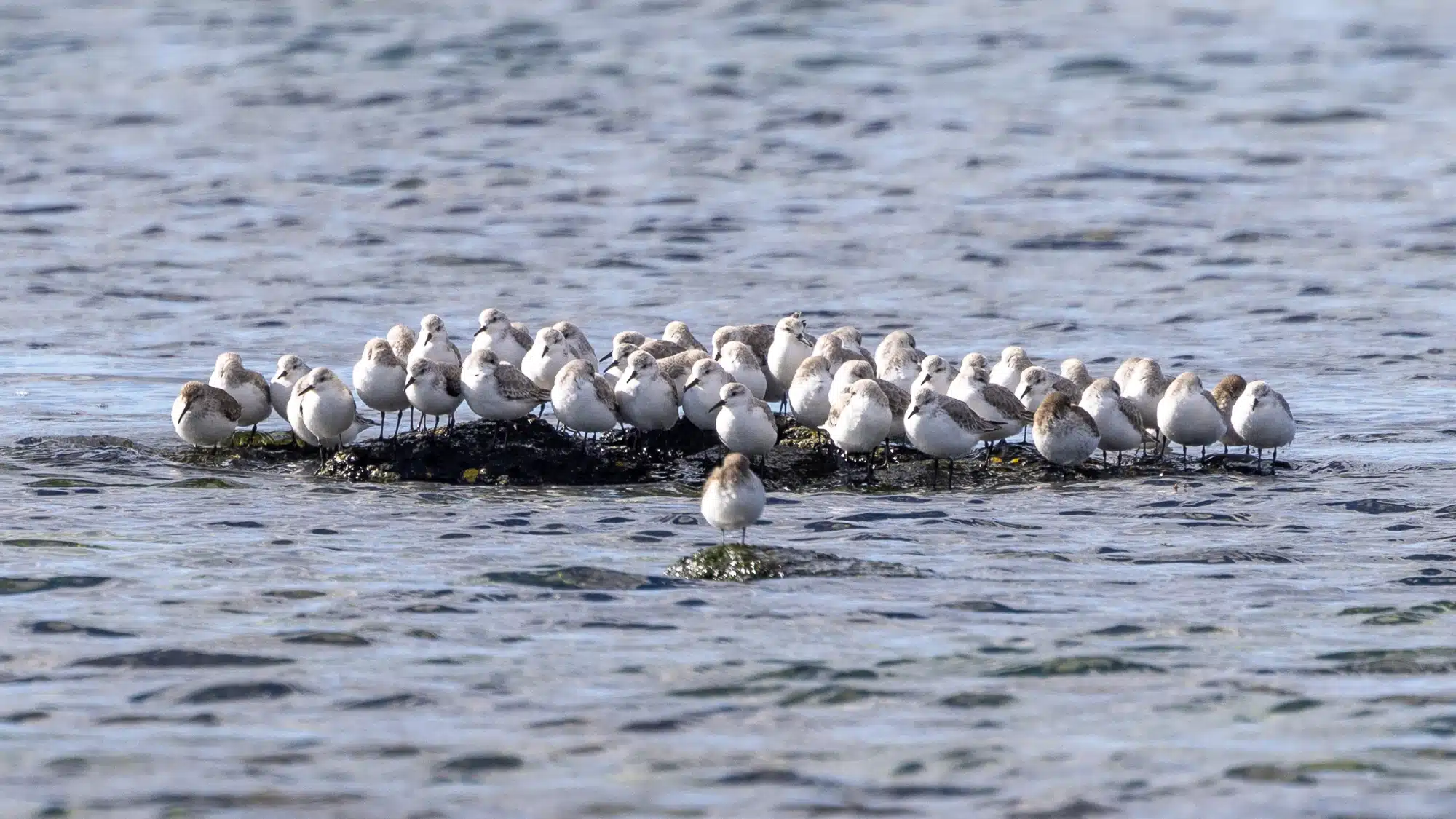 Flock of dunlin birds resting on rocks in the water, seen during an outing.