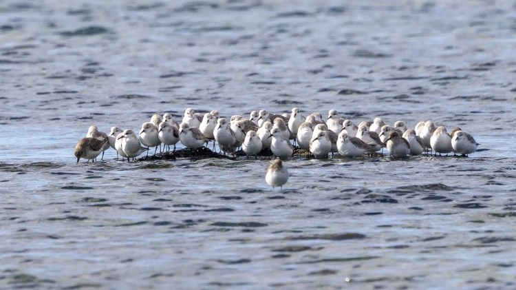 Shorebirds resting on a rock in the water, one standing alone