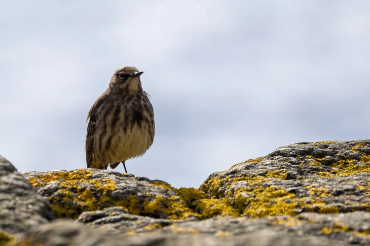Small bird perched on a lichen-covered rock against a bright sky.