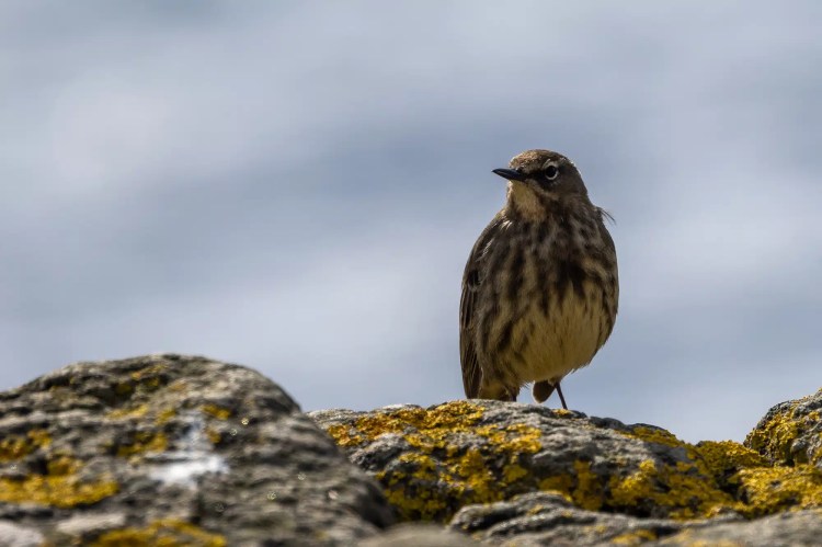 Meadow pipit perched on a lichen-covered rock, captured during February and March outings.