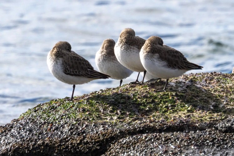Four sanderlings resting on a mossy rock near the water.