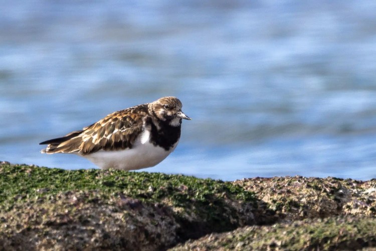 Ruddy turnstone bird on a mossy rock near the water
