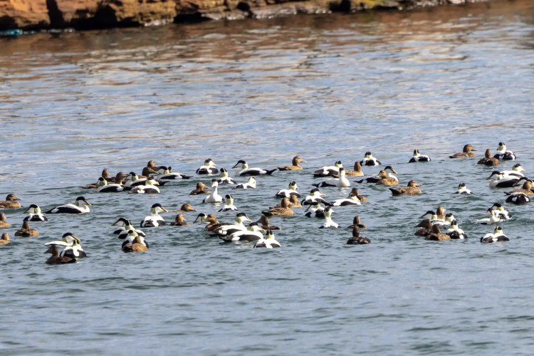 Flock of eider ducks swimming in the water, February and March.