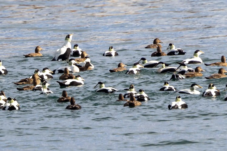 Flock of Common Eider ducks swimming in the ocean, seen during February and March.