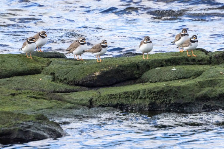 Shorebirds on mossy rocks by the water, featured in February & March blog.