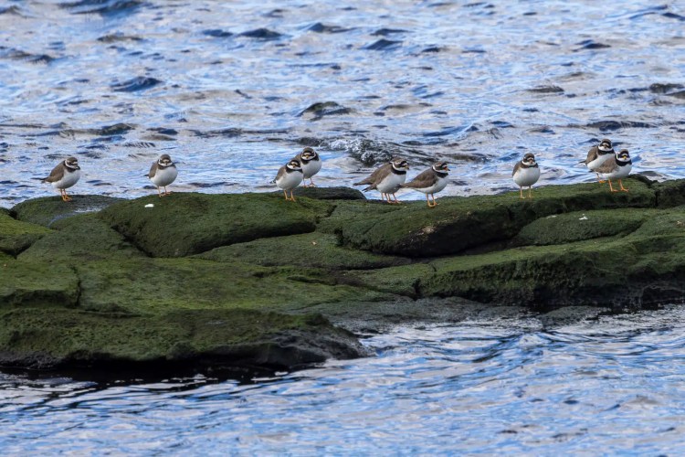 Small birds on mossy rocks by the sea