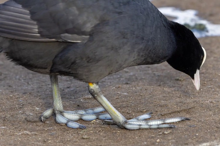 American coot bird showing its lobed feet, foraging on the ground.