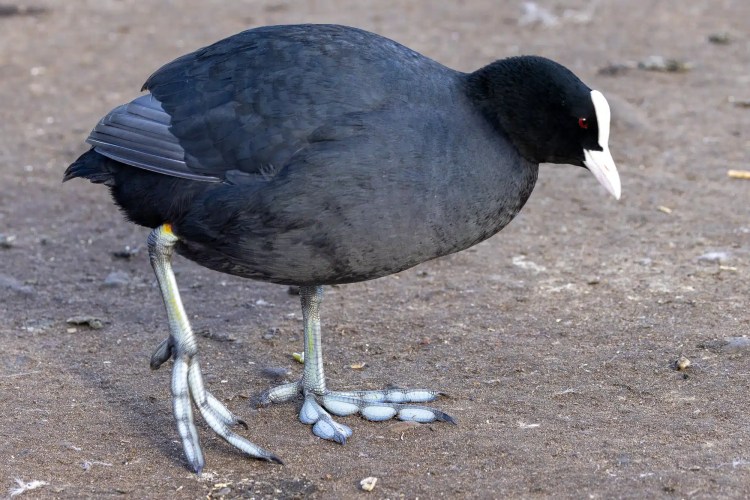 American Coot with distinct white beak and frontal shield, standing on land.