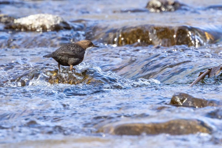 American dipper standing in a flowing river.