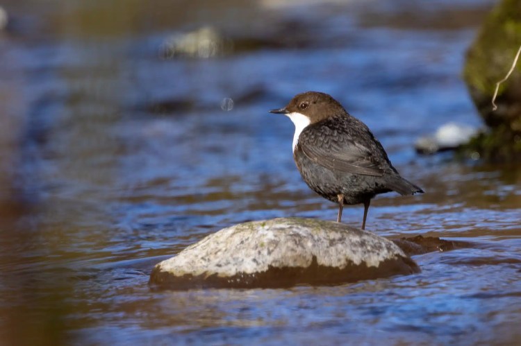 Dipper bird perched on a rock in a stream, "Out and About