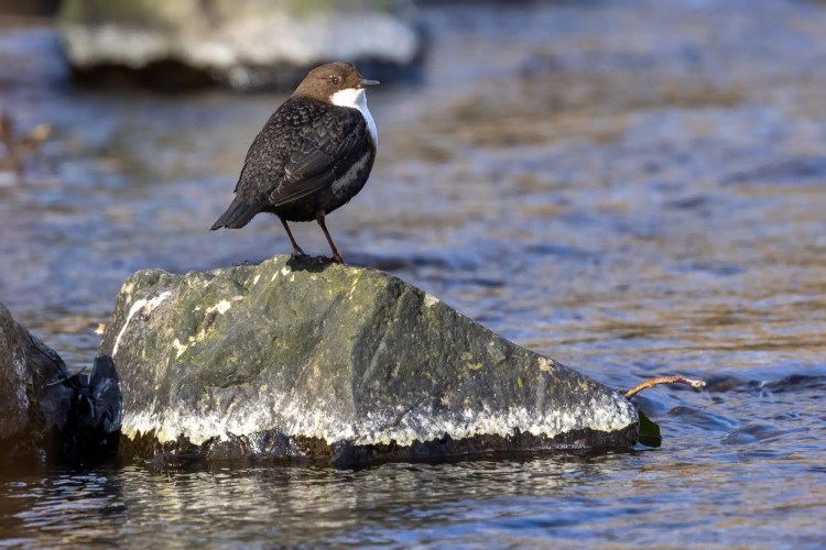 Dippers bird perched on a rock in a stream, "Out and About in February & March